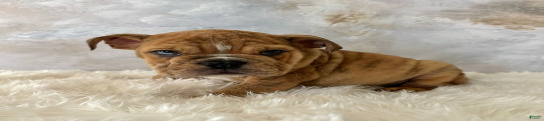 Ben