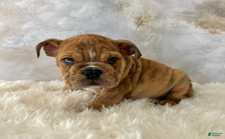 English Bulldog dogs for sale - Ad 2