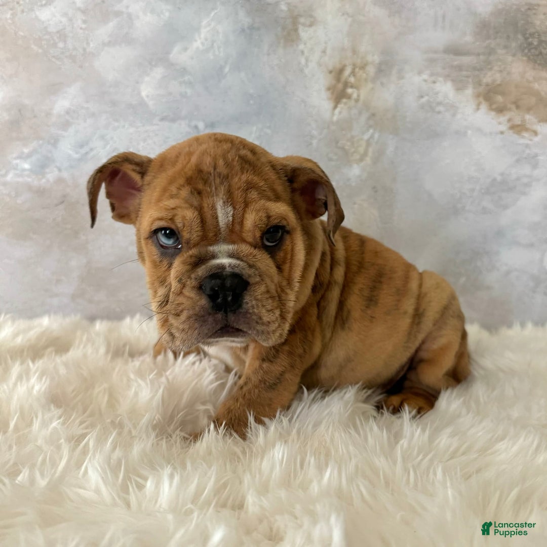 English Bulldog dogs for sale: Ben - Image 1