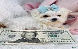 Maltese dogs for sale: Mike - Image 2