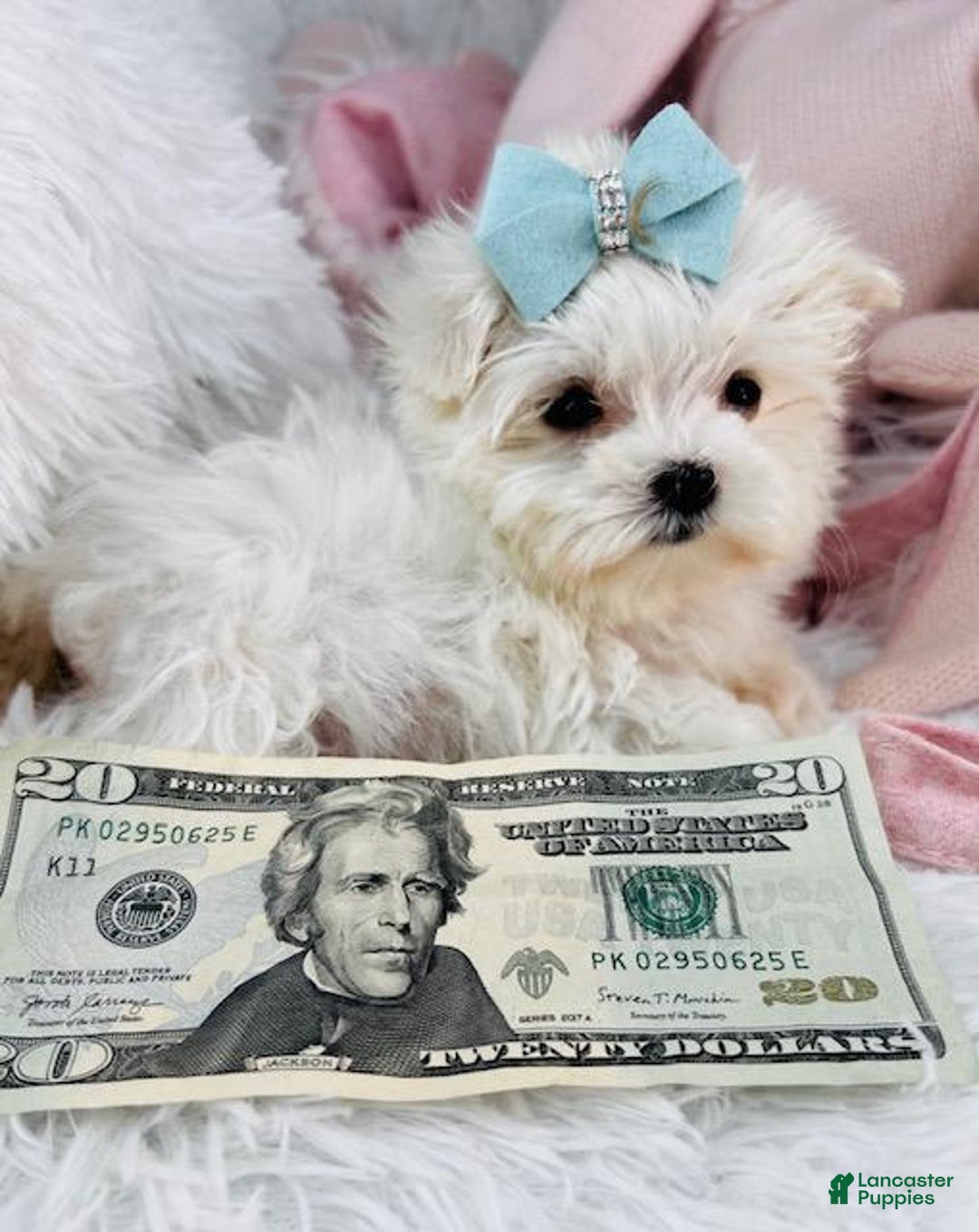 Maltese dogs for sale: Mike - Image 2