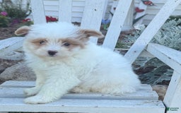 Miniature Poodle dogs for sale: Betsy - Image 1