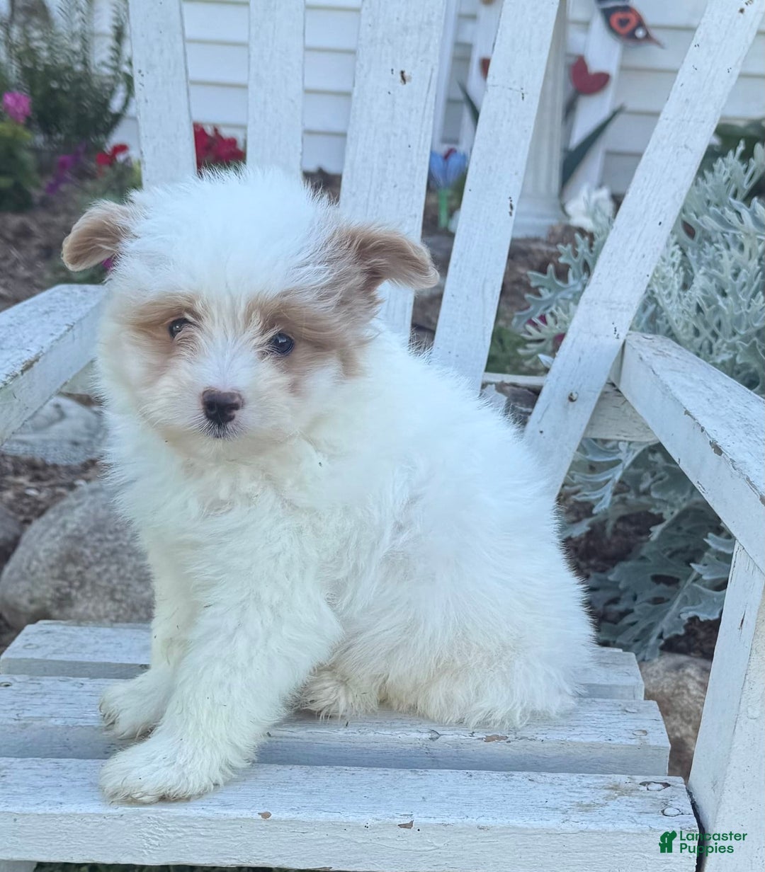 Miniature Poodle dogs for sale: Betsy - Image 1