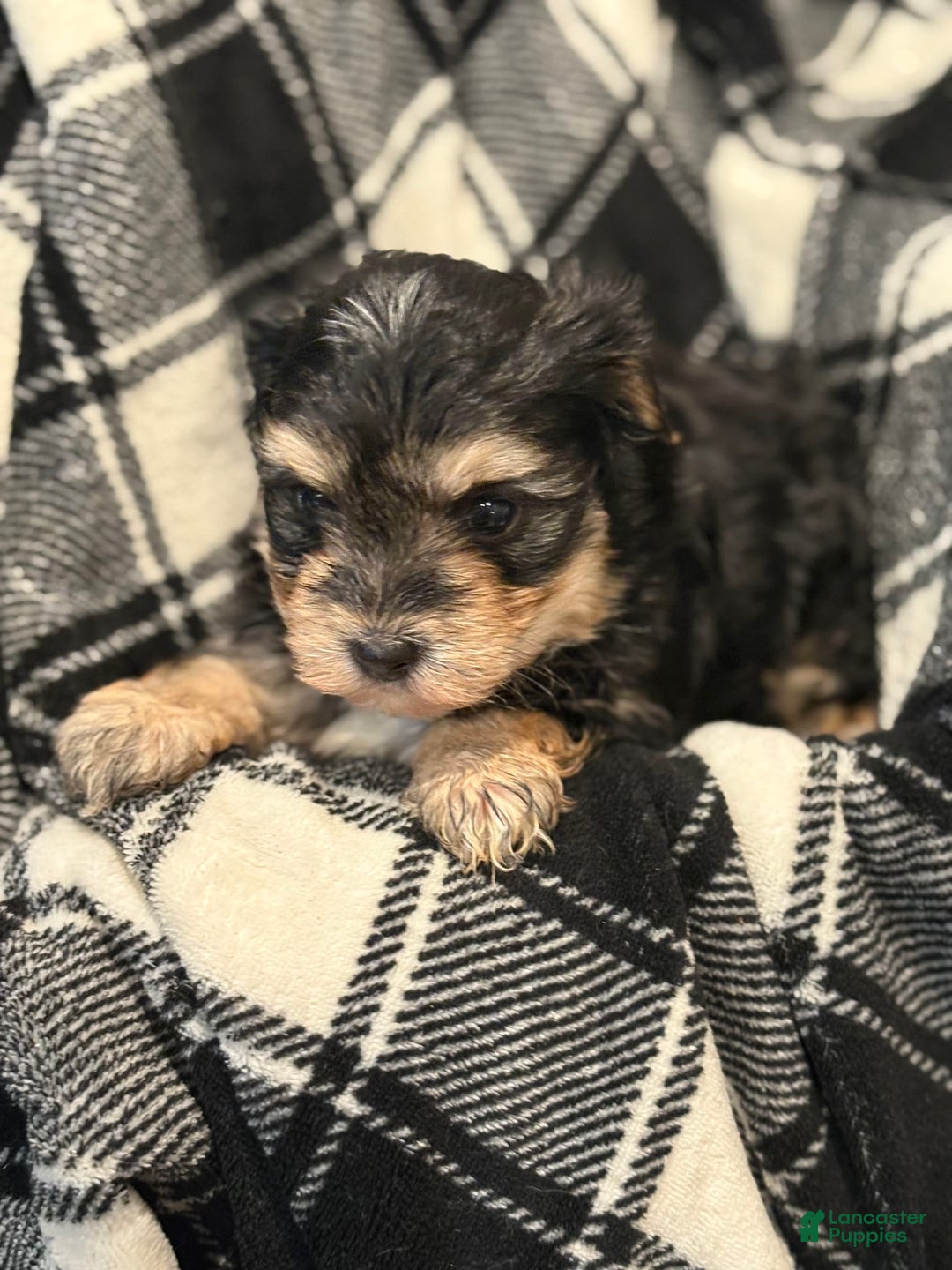 Morkie dogs for sale: Zane - Image 1