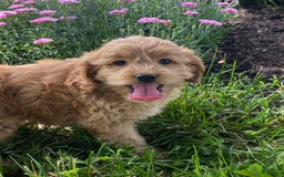 Cockapoo dogs for sale: Nala - Image 2