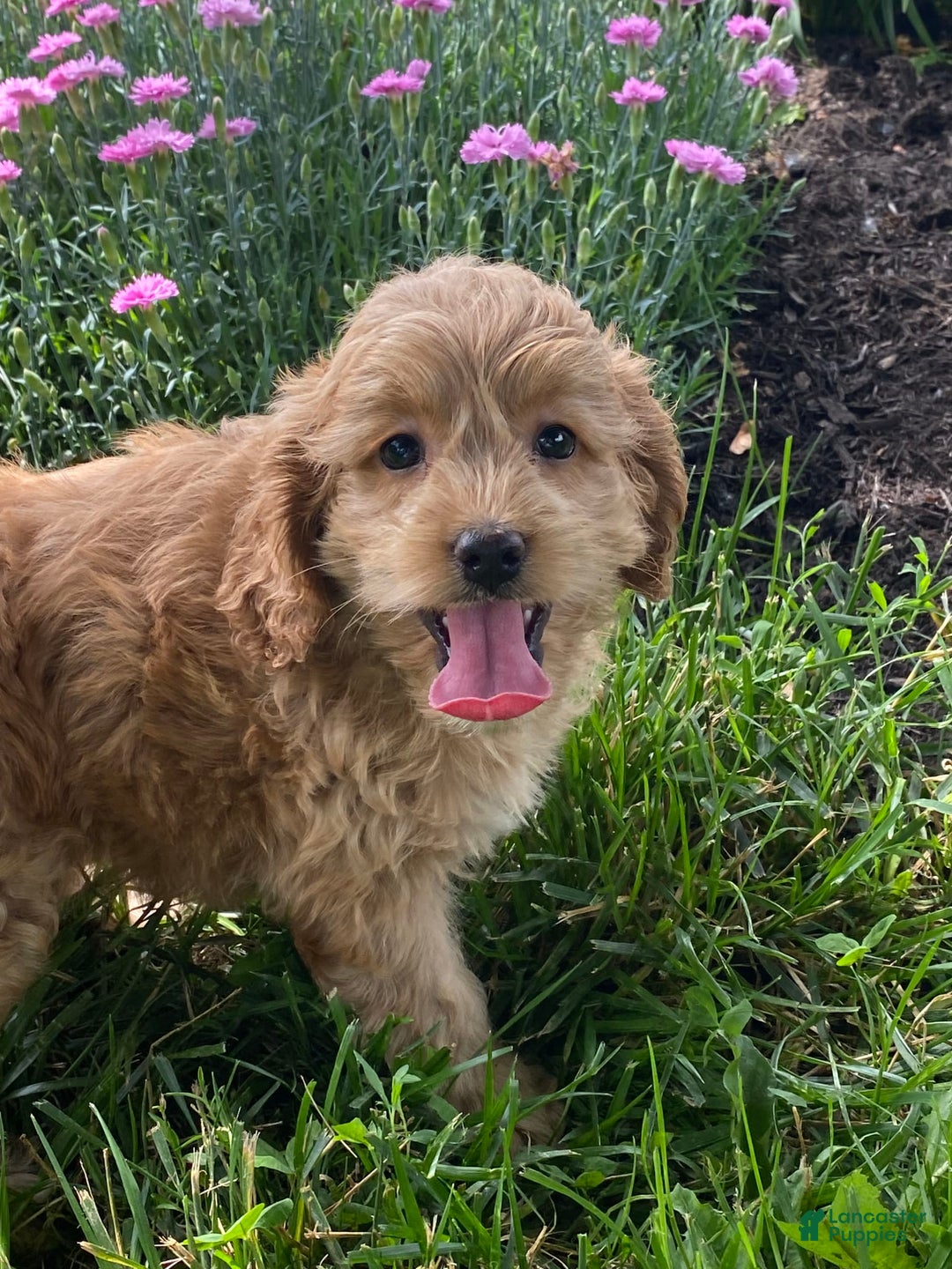 Cockapoo dogs for sale: Nala - Image 2