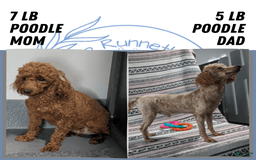 Toy Poodle dogs for sale: Quinten - Image 7