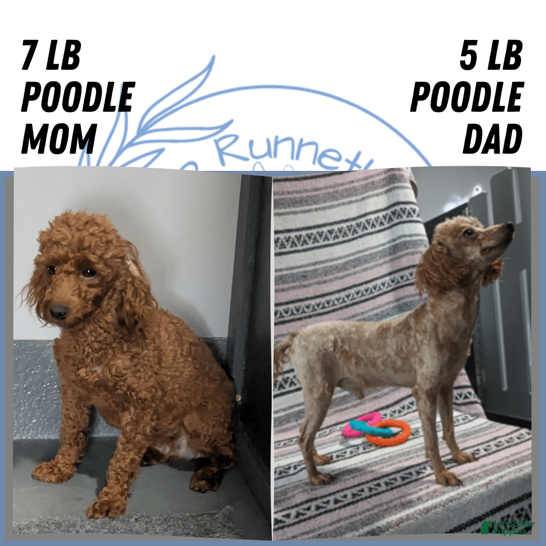 Toy Poodle dogs for sale: Quinten - Image 7