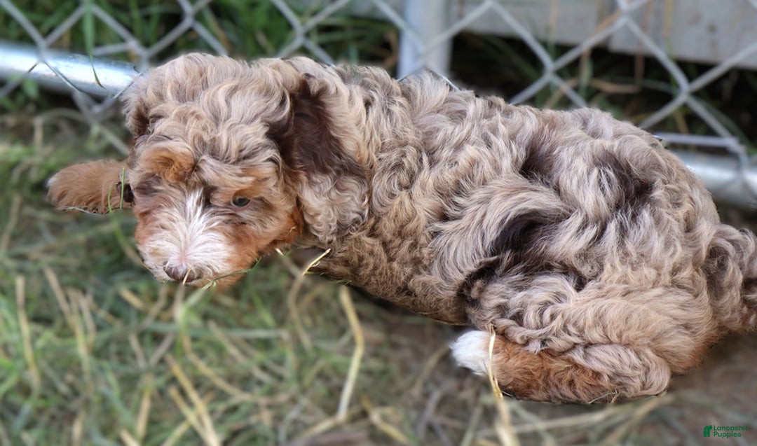 Mini Bernedoodle dogs for sale: Lorena - Image 1