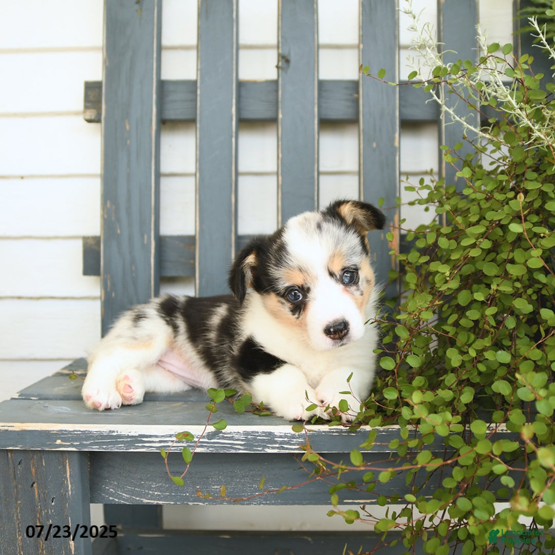 Welsh Corgi Pembroke dogs for sale: Juliet - Image 3