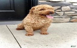 Cockapoo dogs for sale: Enzo - Image 17