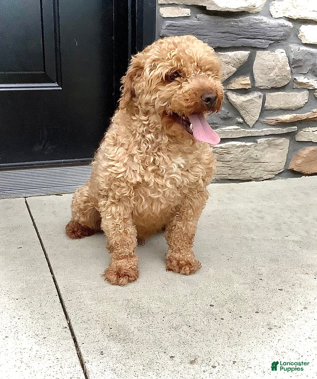 Cockapoo dogs for sale: Enzo - Image 17