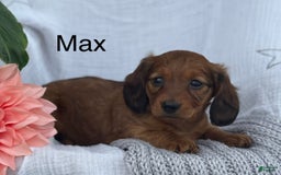 Miniature Dachshund dogs for sale: Max - Image 23