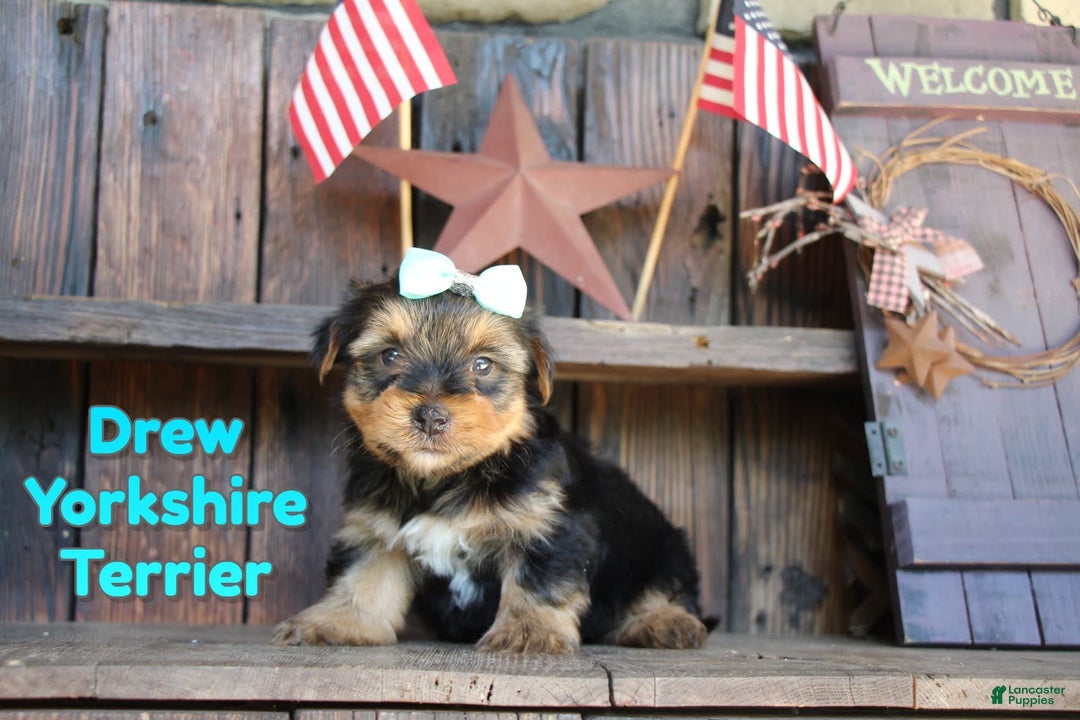 Yorkshire Terrier dogs for sale: Drew - Image 1