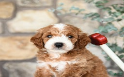 Mini Goldendoodle dogs for sale: Baxter - Image 3