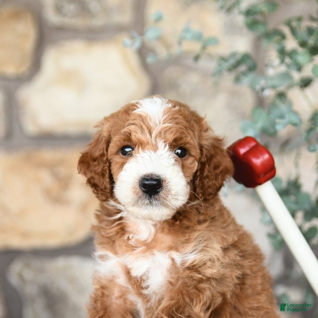 Mini Goldendoodle dogs for sale: Baxter - Image 3
