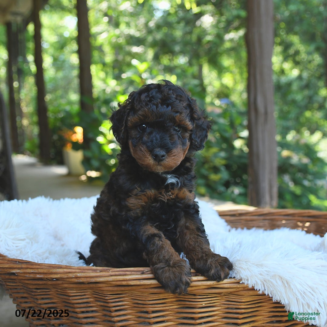 Miniature Poodle dogs for sale: Lucky - Image 5