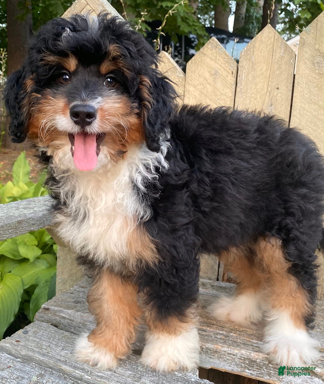 Mini Bernedoodle dogs for sale: 💜 In Boston Massachusetts 💜 Traditional Tri Color 💜 Mini Bernedoodle 💜 - Image 18