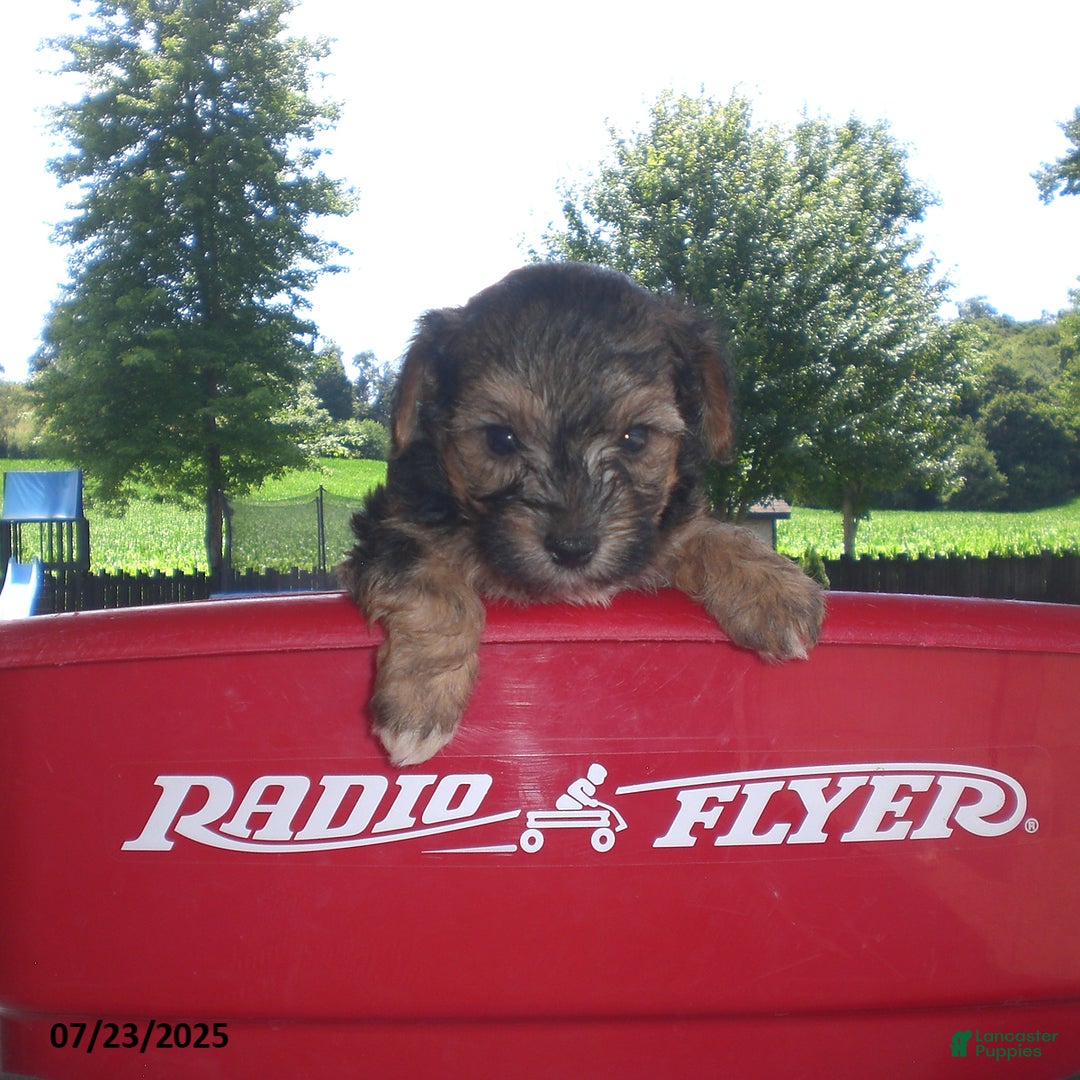 Yorkiepoo dogs for sale: Sammy - Image 21