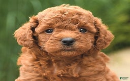 Cockapoo dogs for sale: Melody - Image 3