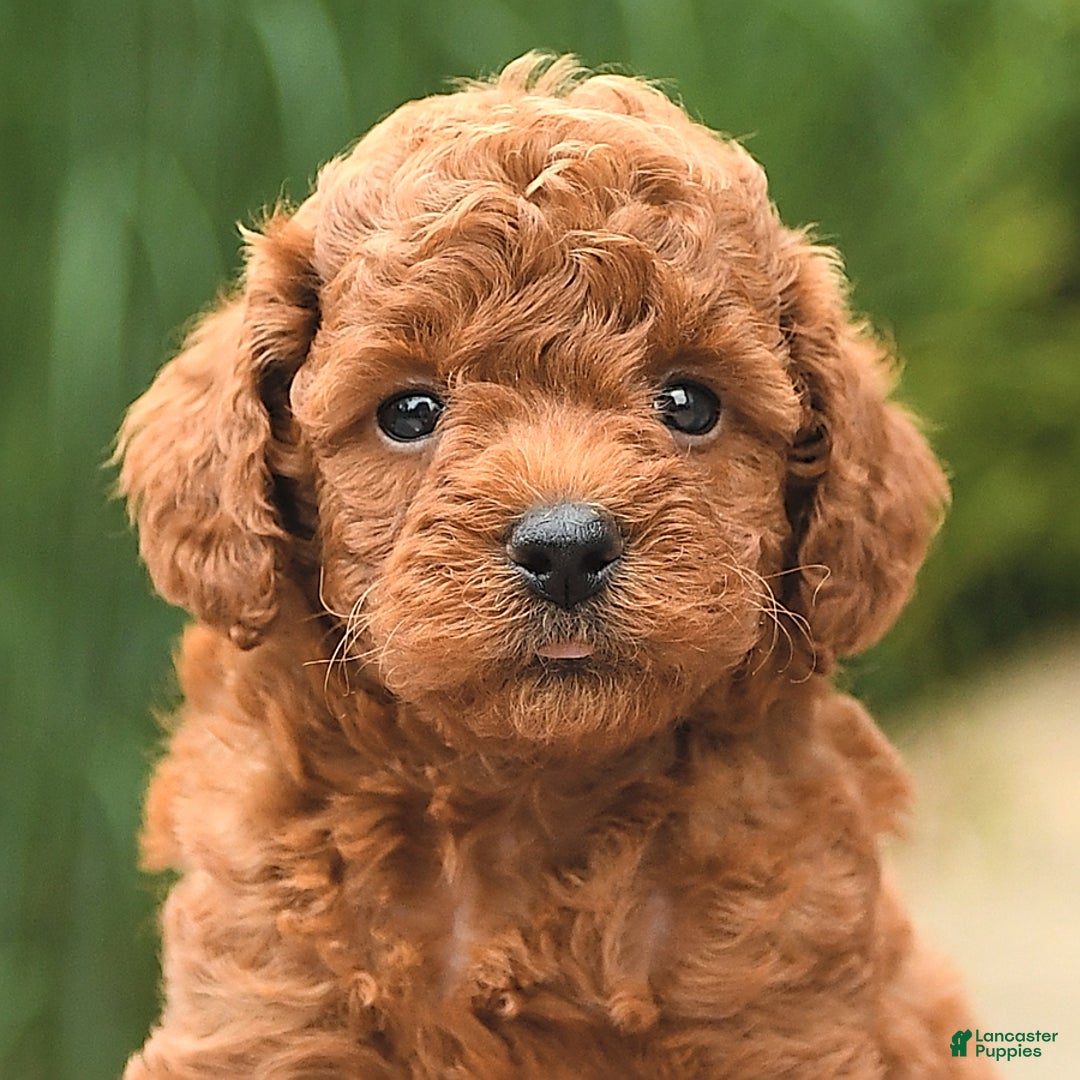 Cockapoo dogs for sale: Melody - Image 3