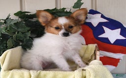 Papillon dogs for sale: Bella - Image 7