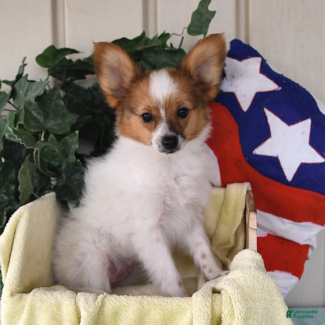 Papillon dogs for sale: Bella - Image 7
