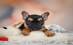 French Bulldog dogs for sale: Max - Image 12