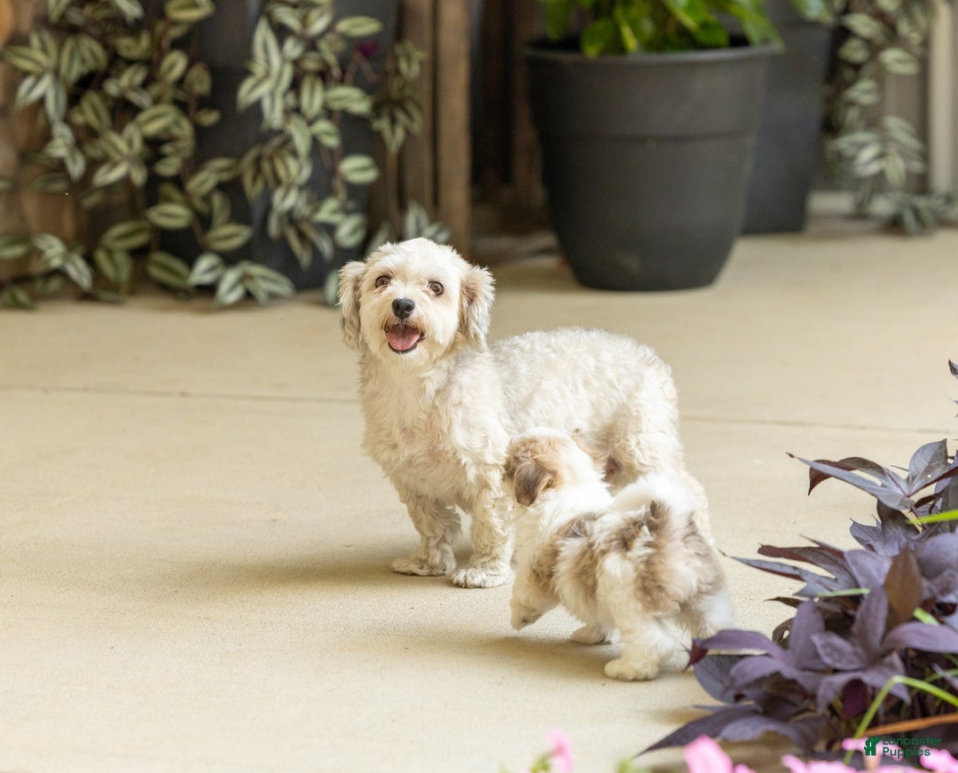 Havanese dogs for sale: Trisha - Image 5