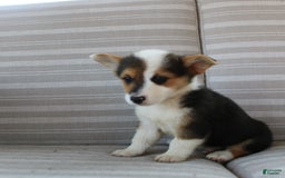 Welsh Corgi Pembroke dogs for sale: Leo - Image 13