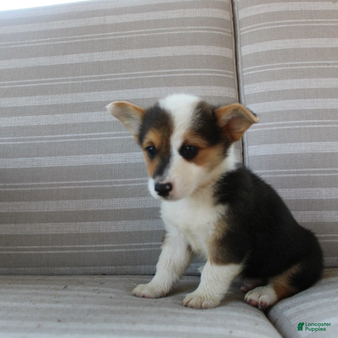 Welsh Corgi Pembroke dogs for sale: Leo - Image 13
