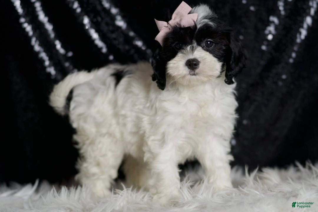 Cavapoo dogs for sale: Mindy - Image 4