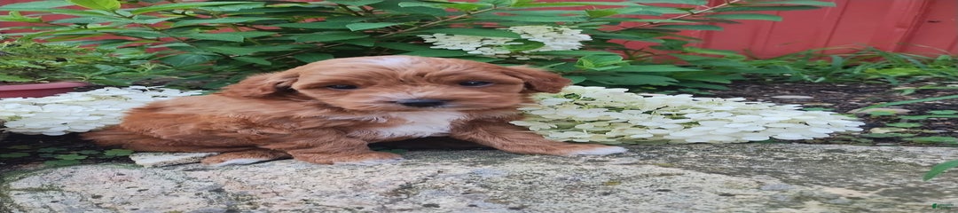 Pippie