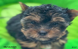 Yorkshire Terrier dogs for sale: Chanel - Image 3