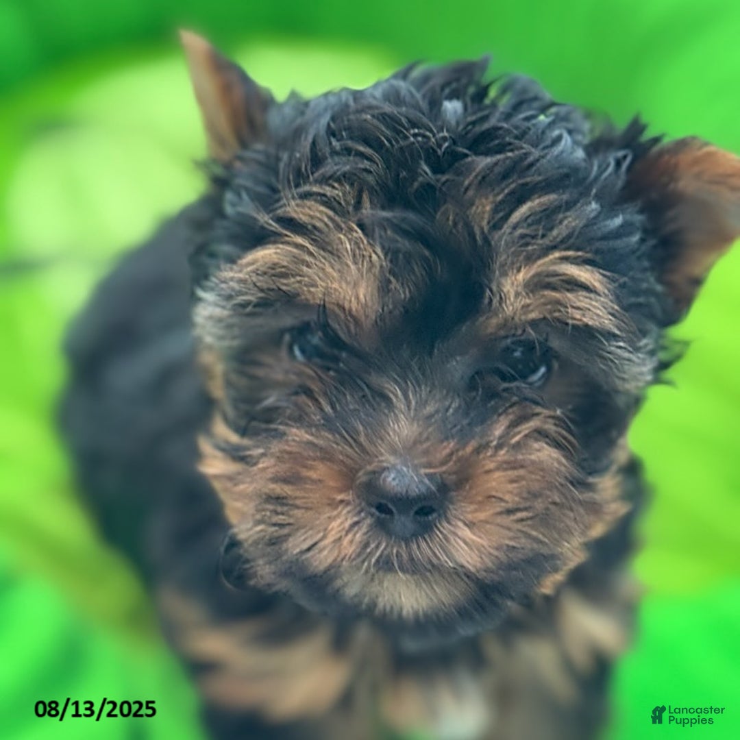 Yorkshire Terrier dogs for sale: Chanel - Image 3