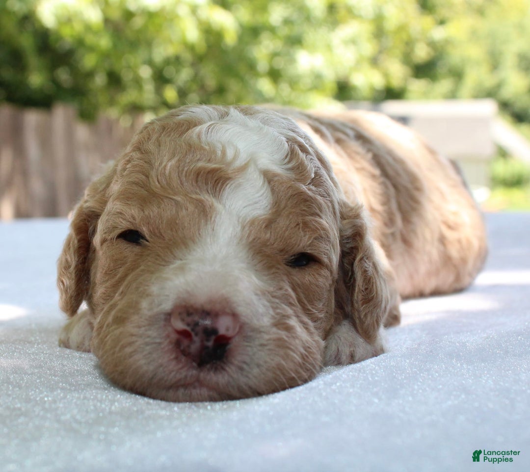Standard Poodle dogs for sale: London Moyen - Image 1