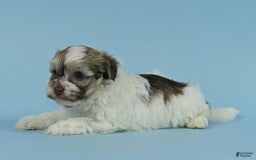 Havanese dogs for sale: Ike - Image 2