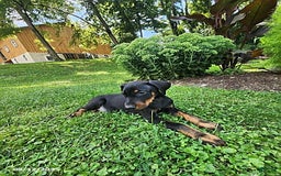 Doberman Pinscher dogs for sale: Dexter - Image 4