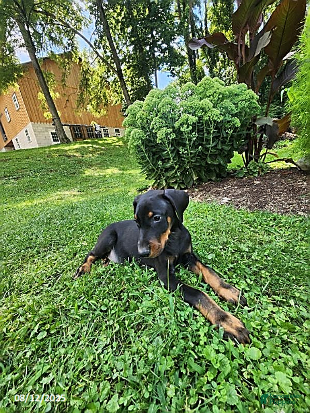 Doberman Pinscher dogs for sale: Dexter - Image 4