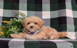 Maltipoo dogs for sale: Eghan Toy Size - Image 3