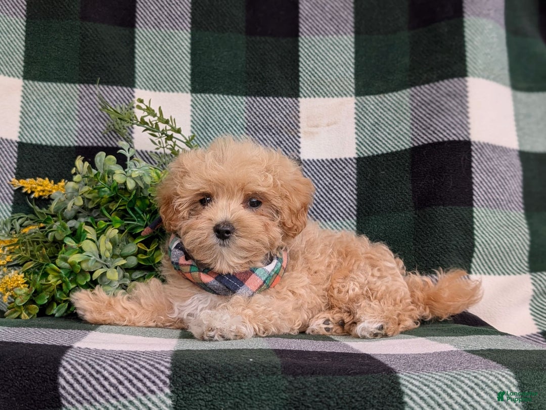 Maltipoo dogs for sale: Eghan Toy Size - Image 3