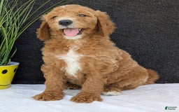 Goldendoodle dogs for sale: Zoey - Image 3