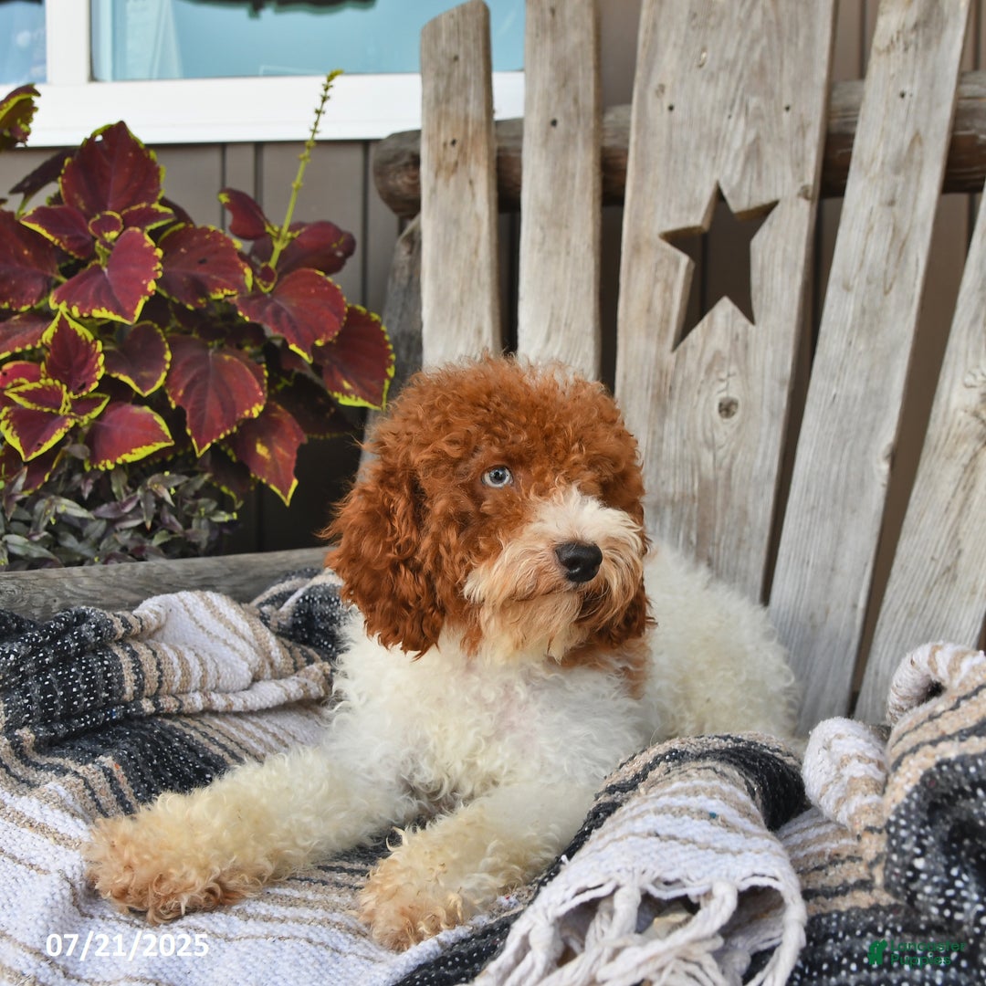 Cavapoo dogs for sale: Clover - Image 6