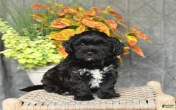 Shihpoo dogs for sale: Caleb - Image 2