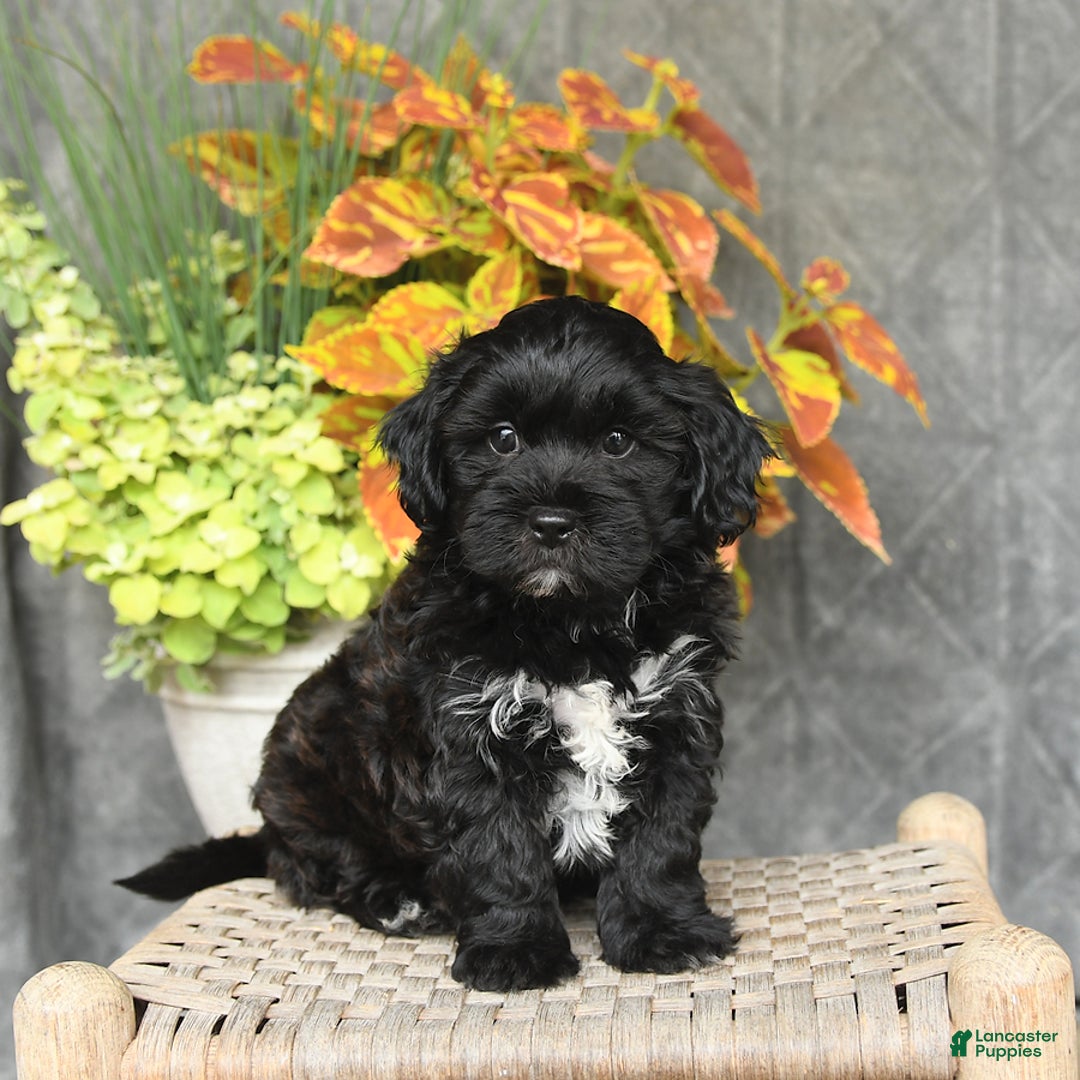 Shihpoo dogs for sale: Caleb - Image 2