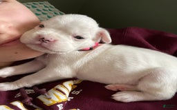 Boxer dogs for sale: Snow White - Image 1