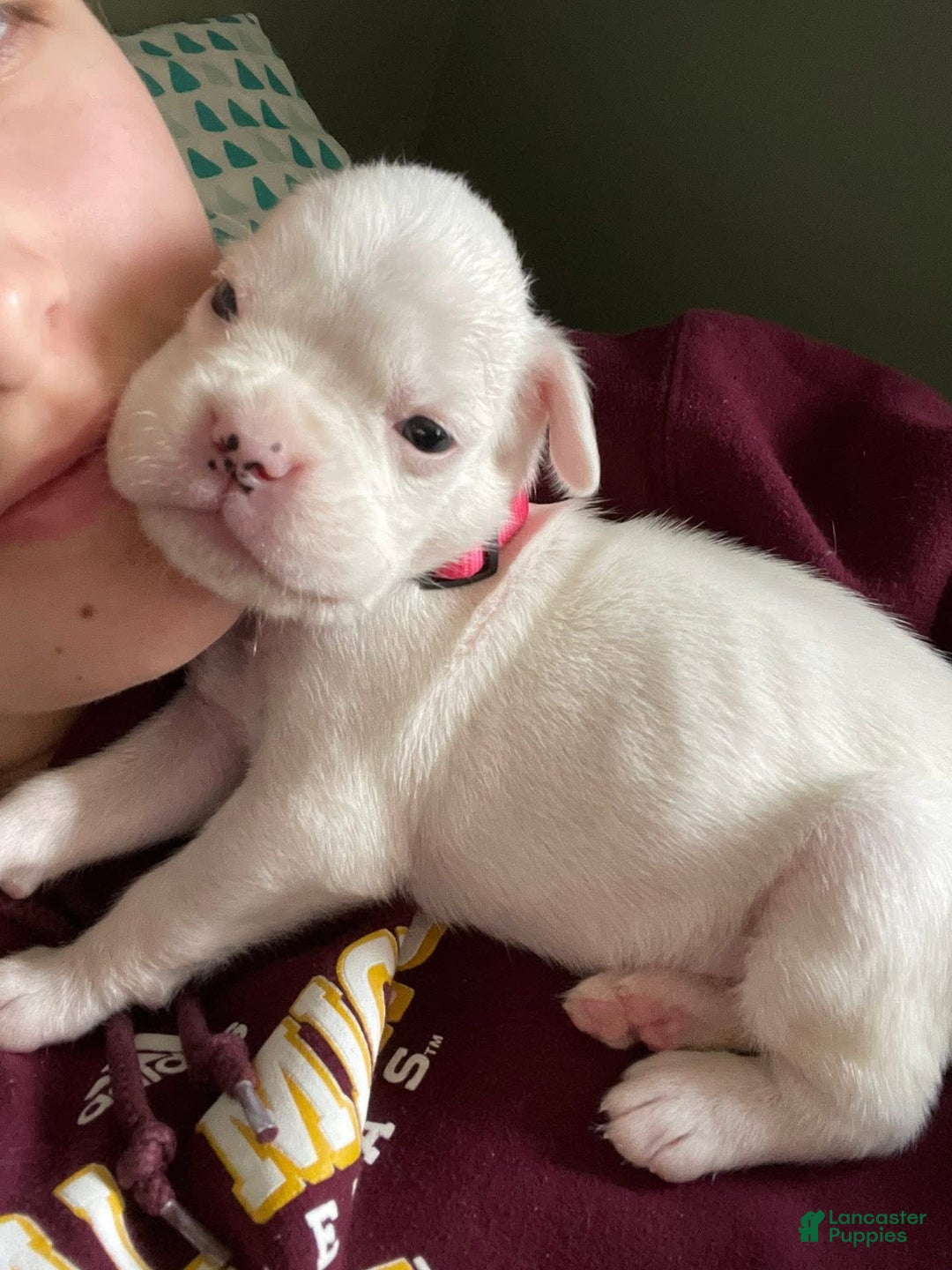 Boxer dogs for sale: Snow White - Image 1