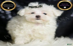 Maltese dogs for sale: Gwen - Image 1