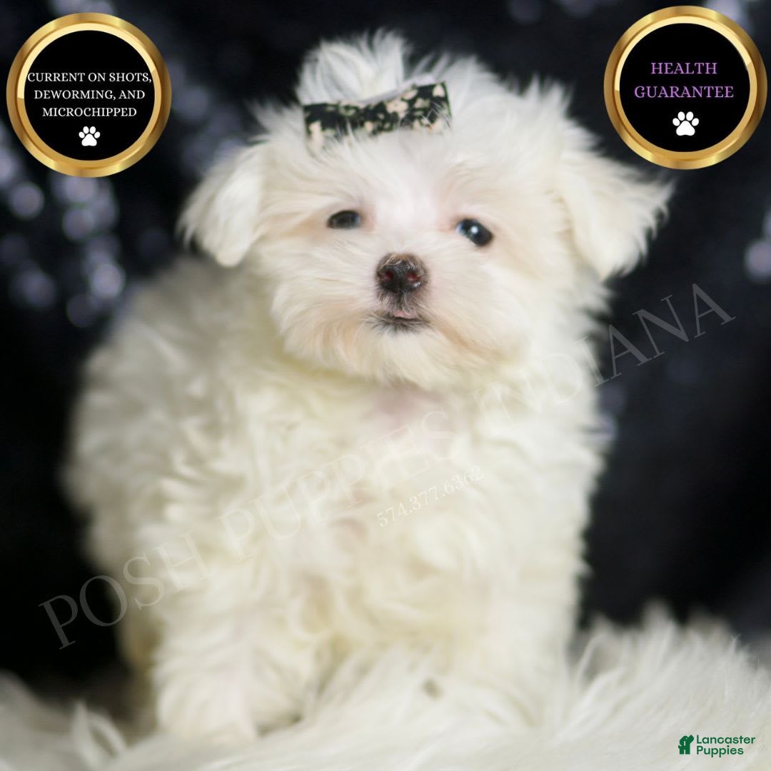 Maltese dogs for sale: Gwen - Image 1