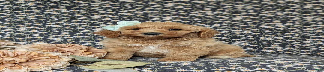 Chanelle Hypoallergenic